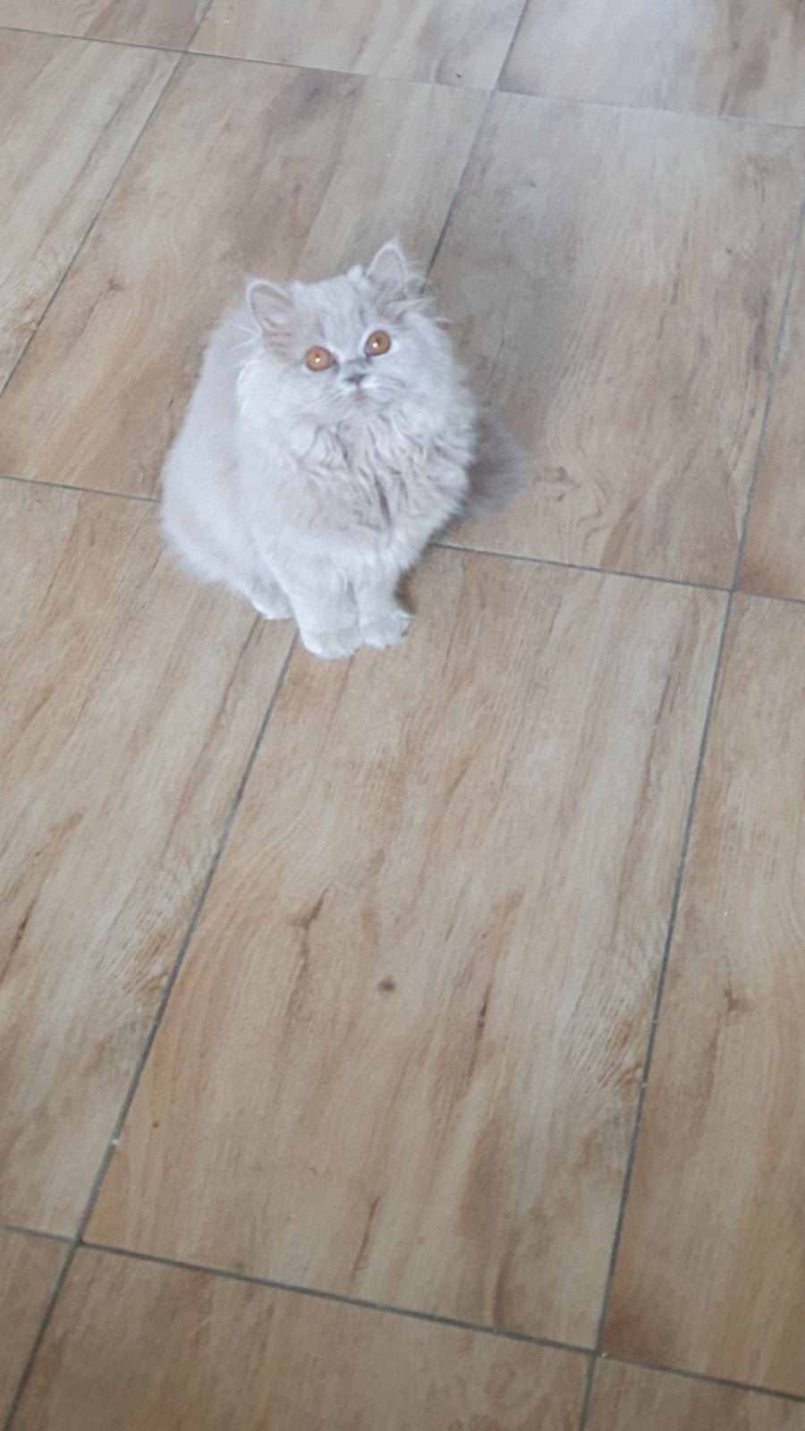 Brits/Britse laanghaar meisje met stamboom, Dieren en Toebehoren, Poes, Met stamboom