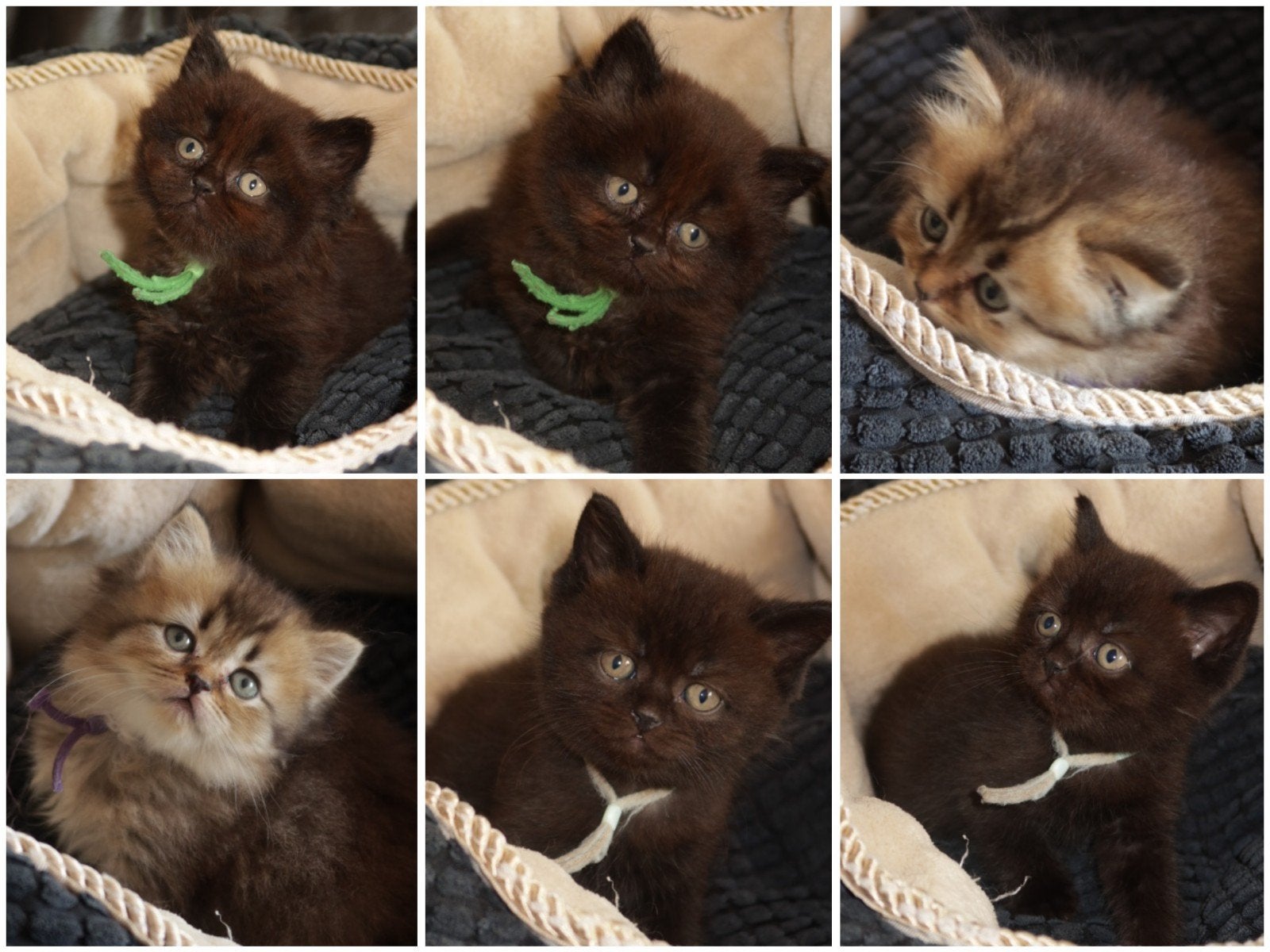 Prachtige Britse Korthaar kittens - 1 meisje & 2 jongens, Dieren en Toebehoren, Meerdere dieren, Ontwormd