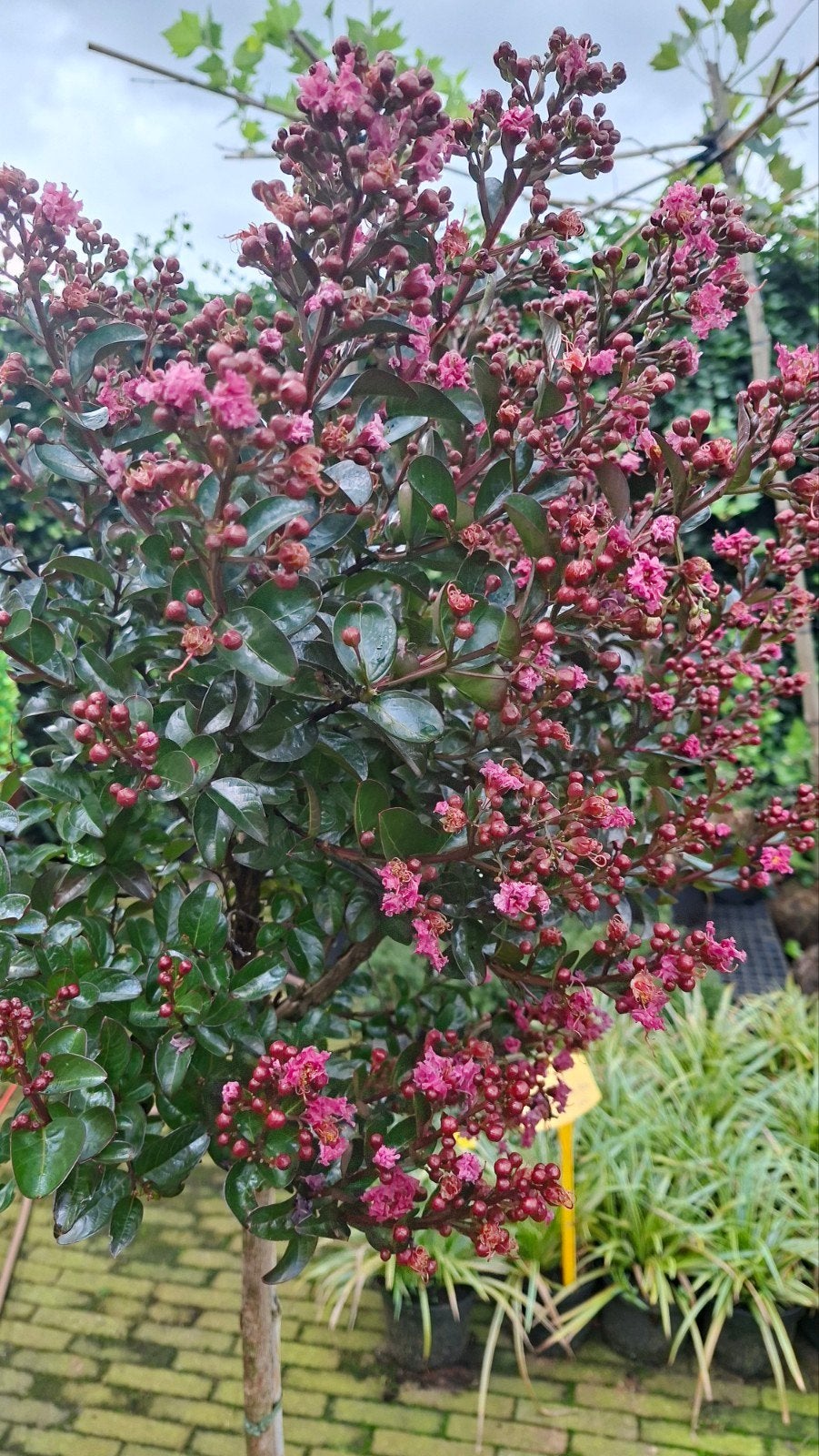 lagerstroemia berry dazzle Indische sering op 1.20 stam, Tuin en Terras, Planten | Bomen, Ophalen, Zomer, Volle zon, Overige soorten