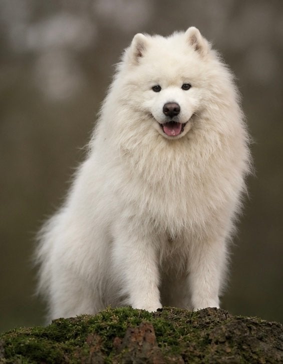 Dekreu Samojeed (ervaren) (Prijs voor 2x dekken), Reu, 1 tot 2 jaar, Eén hond, Nederland