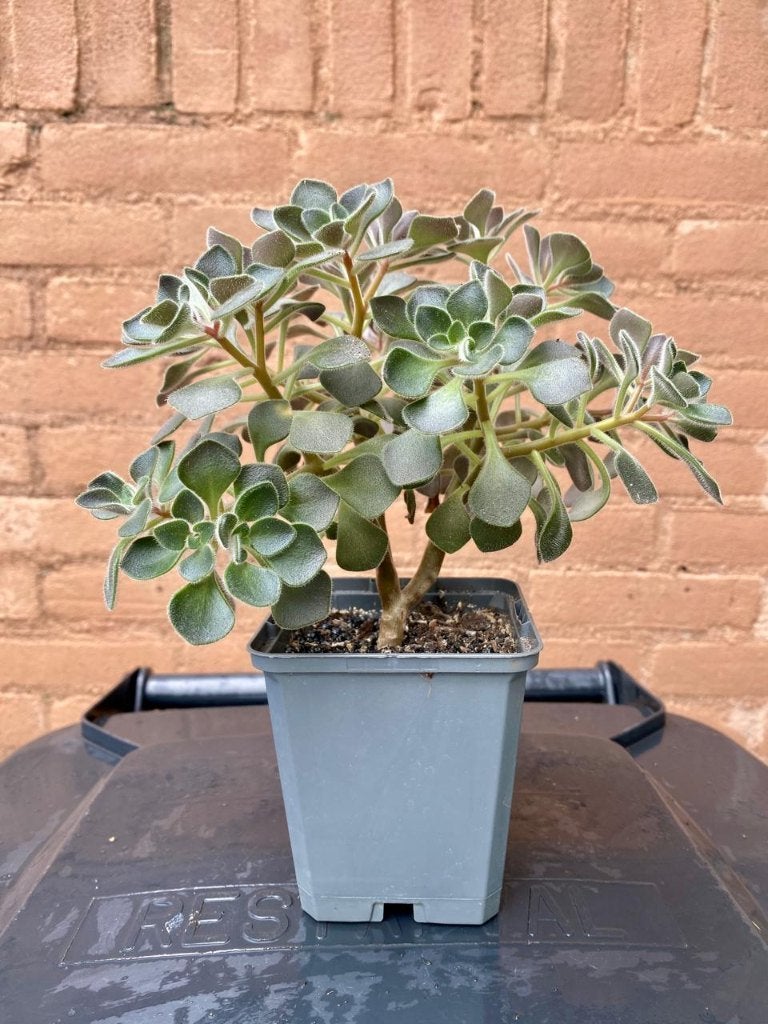 Aichryson laxum Tree of Love kamerplant bonsai-stijl, Huis en Inrichting, Ophalen, Vetplant, Halfschaduw, Minder dan 100 cm