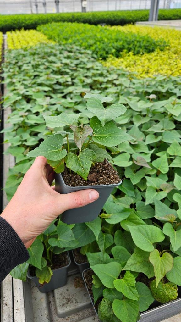Zoete aardappel plant - circa 500 stuks, Ophalen of Verzenden, Eenjarig, Groenteplanten, Volle zon