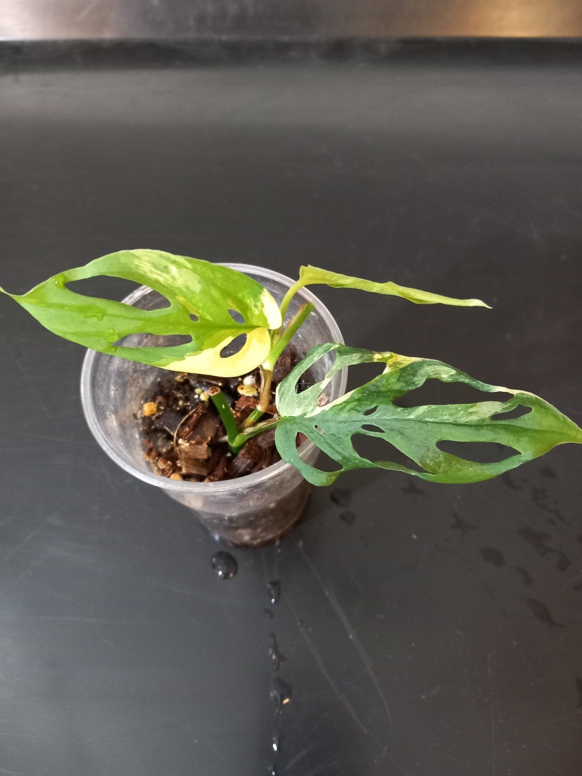 Monstera Laniata Albo Variegata, Huis en Inrichting, Kamerplanten, Ophalen of Verzenden, Halfschaduw, Minder dan 100 cm