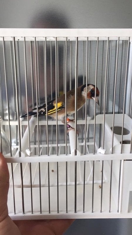 Gezocht twee parva putter poppen liefs overjarig, Vrouwelijk, Wildzangvogel, Geringd