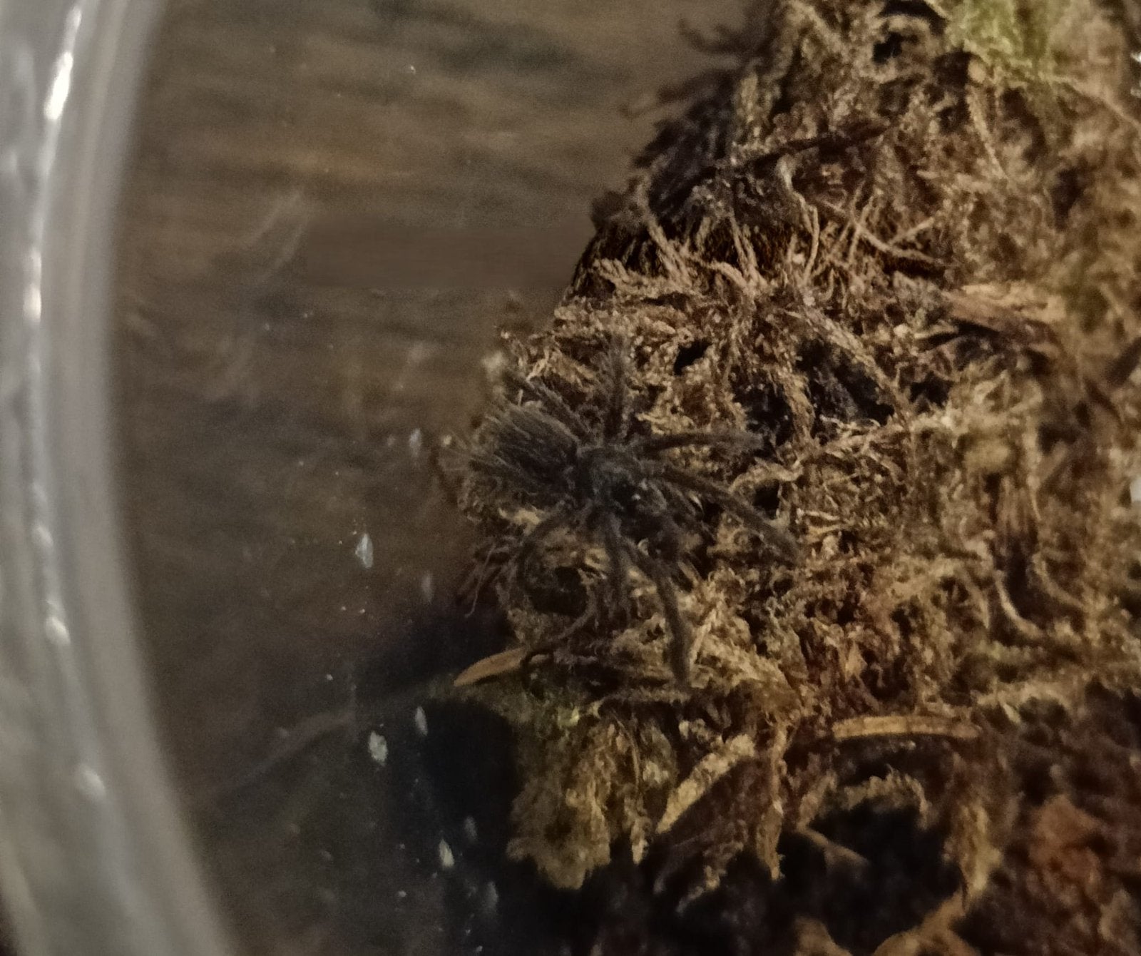 Vogelspin, Dieren en Toebehoren