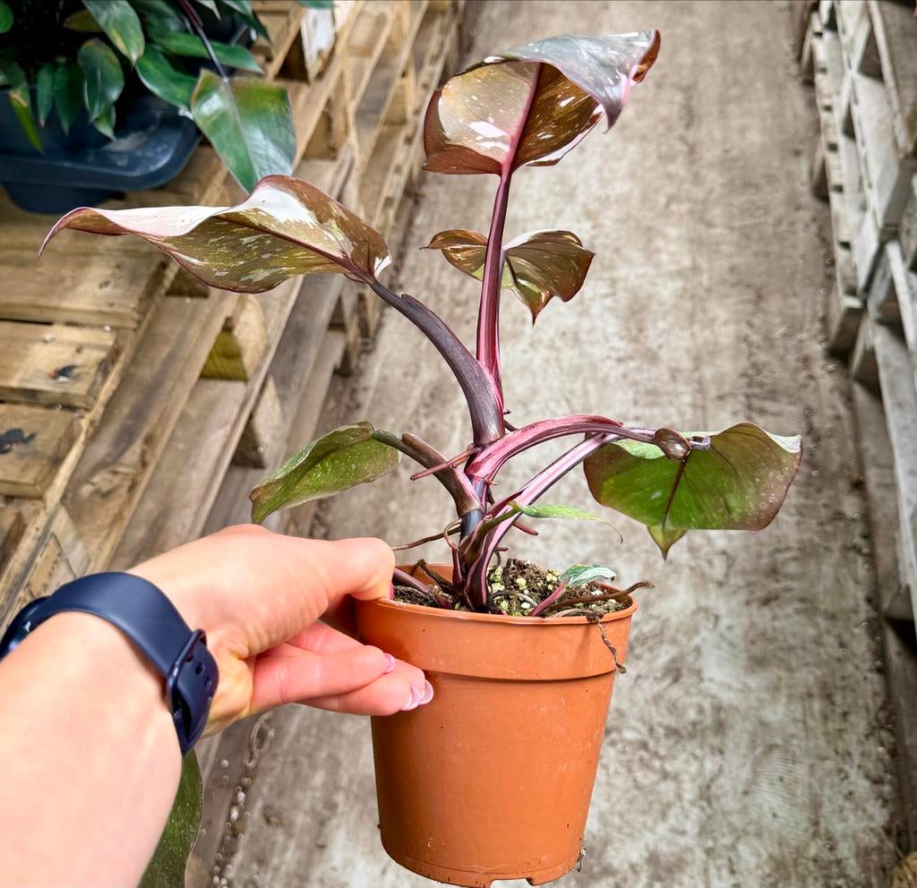 Philodendron Red Anderson p12, Huis en Inrichting, Kamerplanten, Ophalen of Verzenden