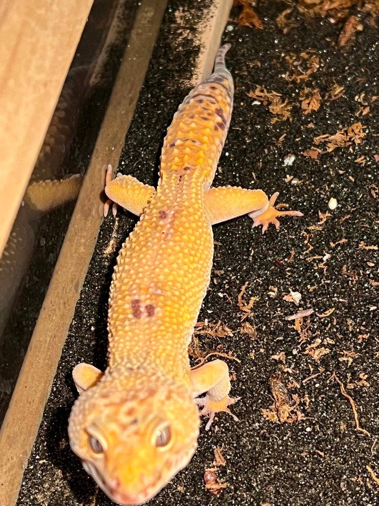 1.1 luipaardgekko Leopard Gecko photo 4