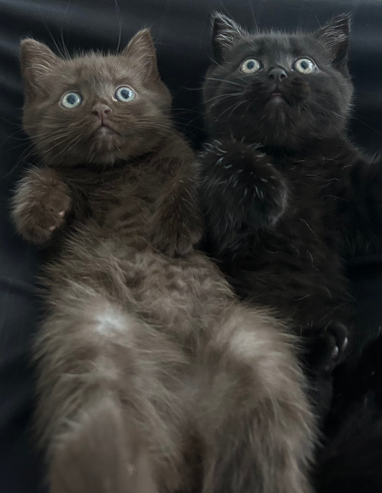 Britse Korthaar kitten 🐾 (BLACK SMOKE BESCHIKBAAR), Meerdere dieren