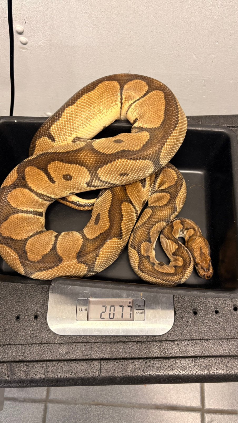 Orange dream clown ball python, Slang, 0 tot 2 jaar