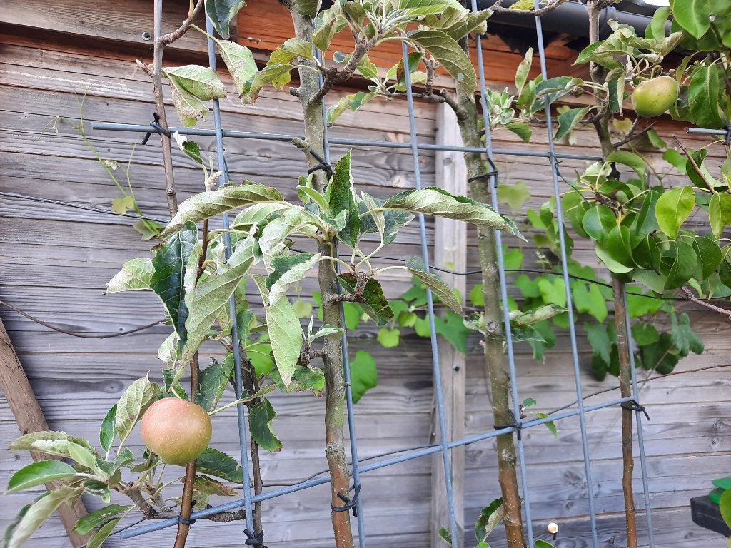 Lei fruitbomen peer en appel, Ophalen, Lente, In pot, Appelboom