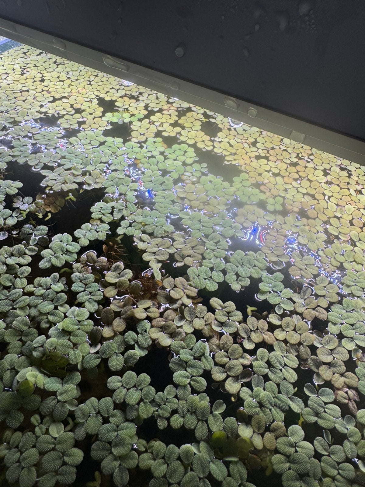 Drijfplant aquarium, Ophalen, Zo goed als nieuw, Plant(en), Steen of Hout