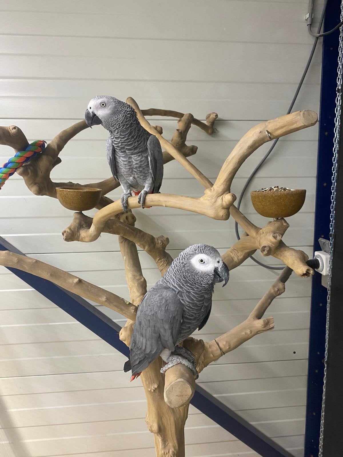 Handtamme baby Grijze roodstaart papegaaien met DNA en getes, Geslacht onbekend, Papegaai, Geringd