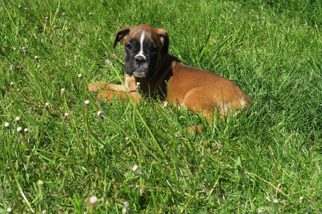 Boxer pup teefje, Parvo, Nederland, Overige rassen, 8 tot 15 weken