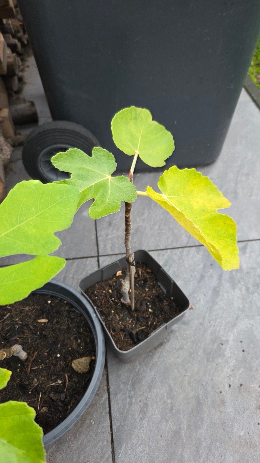 Vijgenplanten - 2 jaar oud, diverse maten, Tuin en Terras, Ophalen, Volle zon, Vaste plant, Zomer