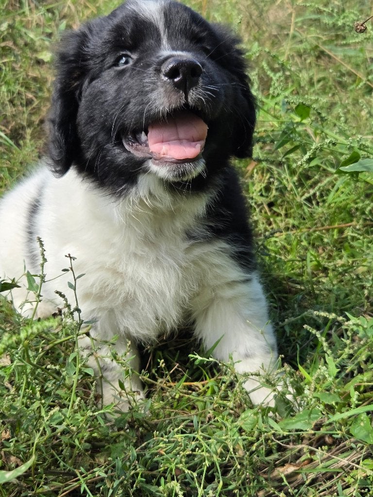 Friese Stabij/Border Collie X Friese Stabij pups(reutjes), Parvo, 8 tot 15 weken, Meerdere, Meerdere dieren