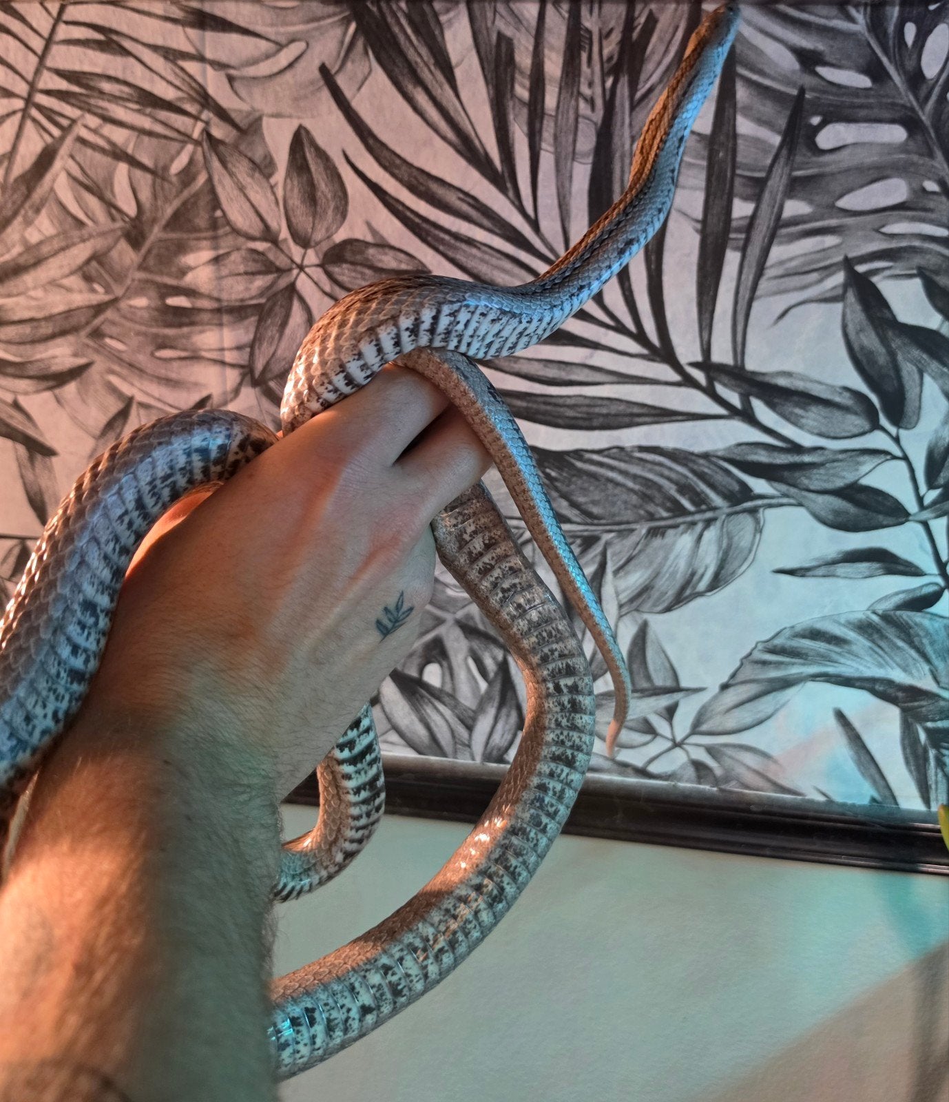 Rattenslang cinder motley Rat Snake photo 2
