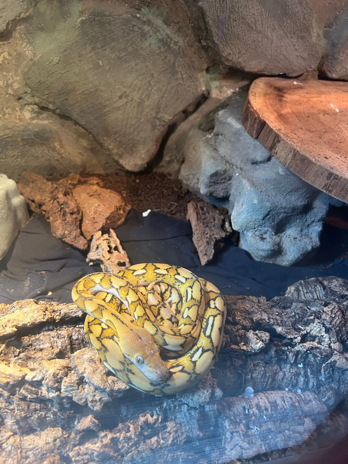 Superdwarf Reticulated Python (netpython), Slang, Tam, 0 tot 2 jaar