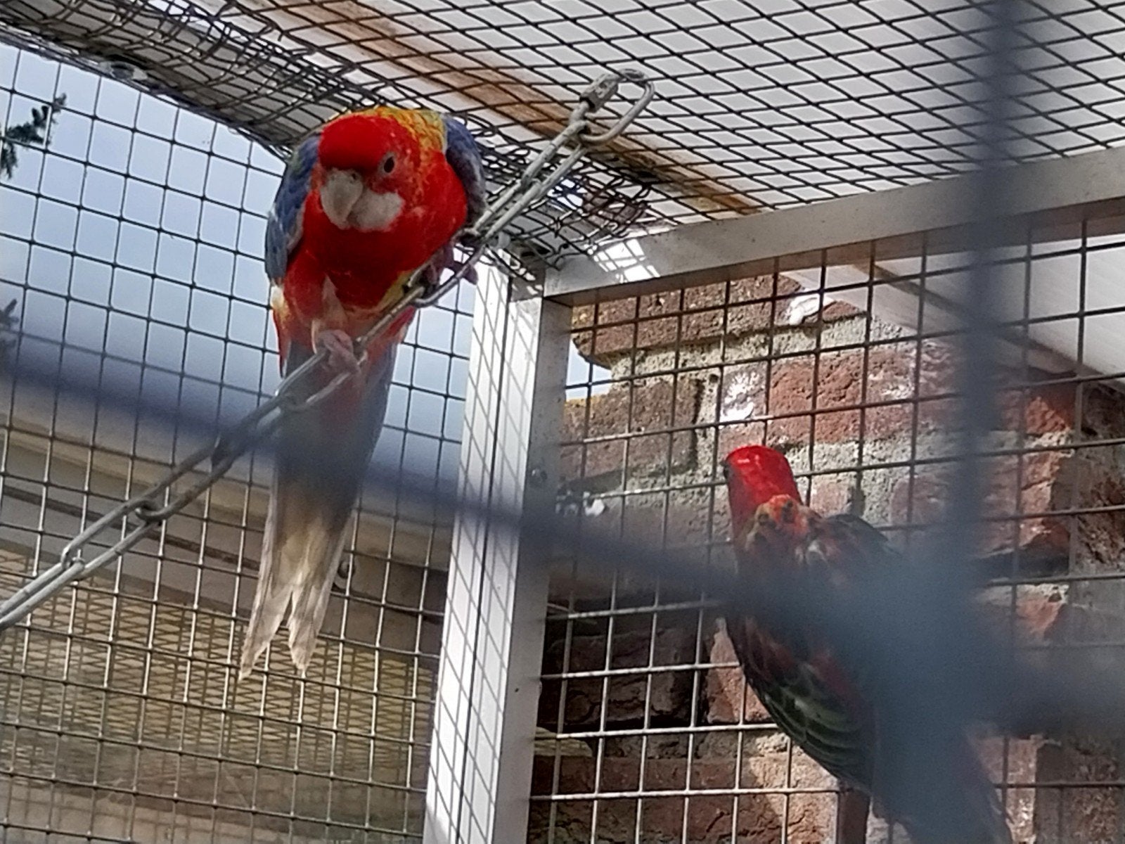 te koop rosella mutaties, Dieren en Toebehoren, Meerdere dieren, Parkiet, Geringd