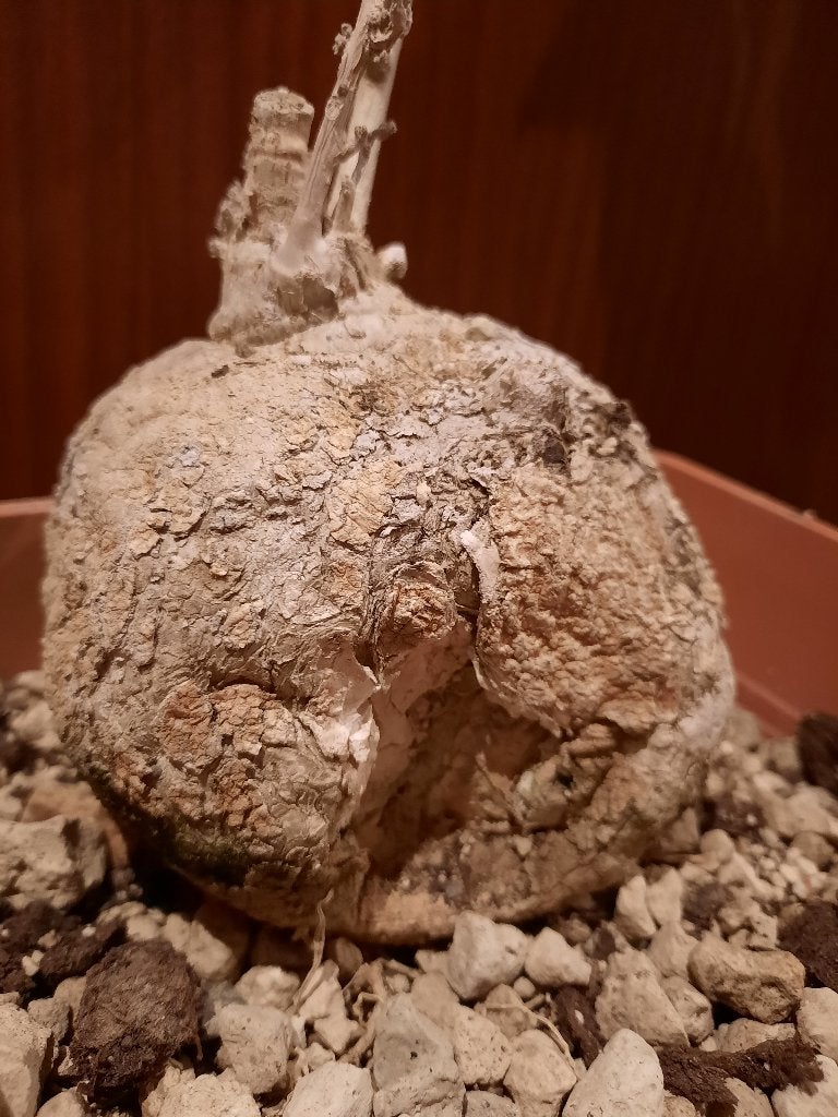 Pyrenacantha malvifolia Caudex, succulent, houseplant, Verzenden, Halfschaduw, Minder dan 100 cm