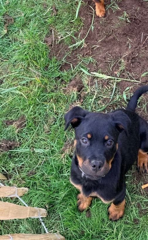 Rotwelier pup, Dieren en Toebehoren, Honden | Niet-rashonden, 15 weken tot 1 jaar, Teef, Eén hond, Nederland