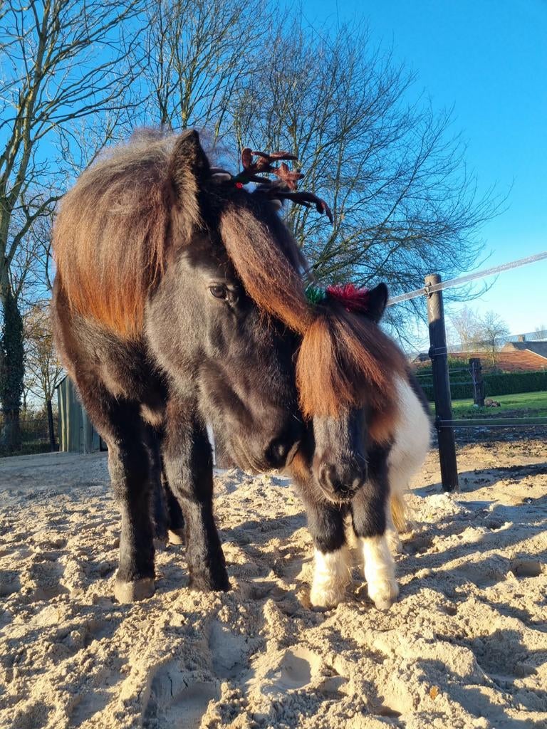 Lief Belgisch trekpaard met shetlander maatje, Met stamboom, Ruin, 3 tot 6 jaar, Onbeleerd