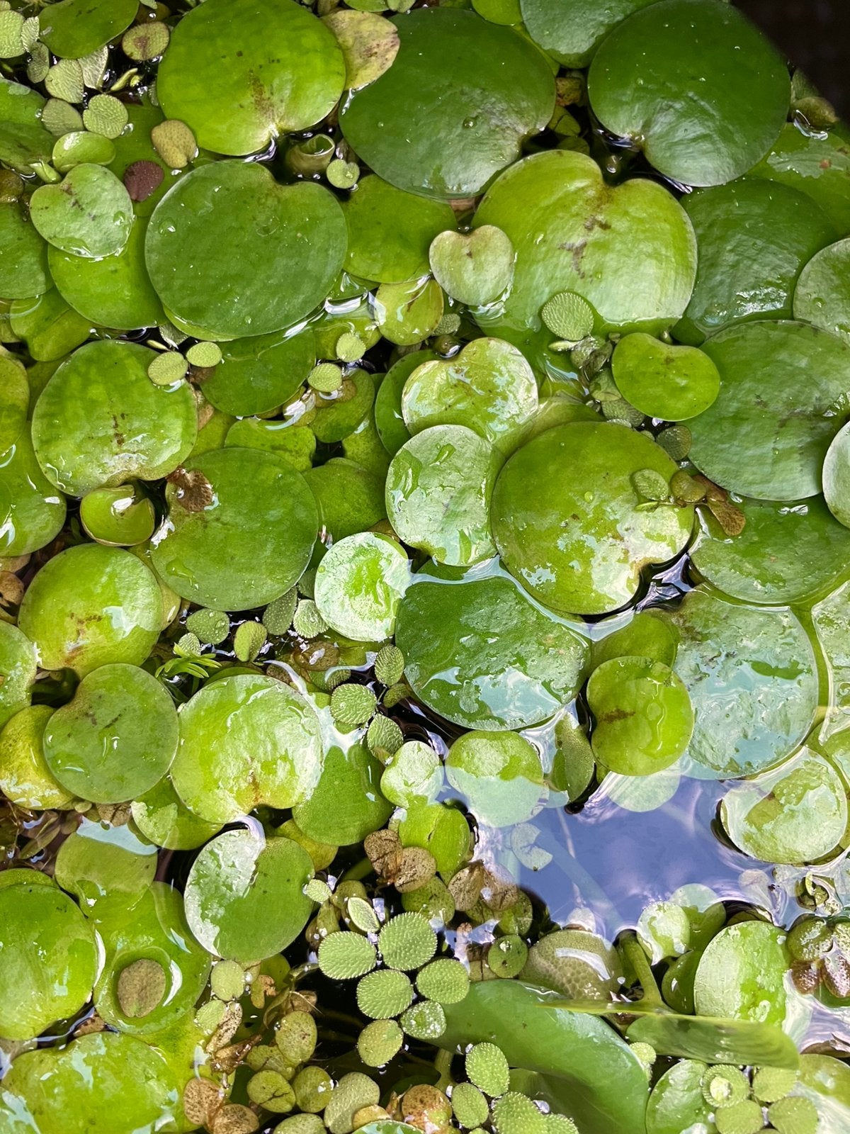 Vijverplantjes drijfplanten, Tuin en Terras, Ophalen, Zo goed als nieuw