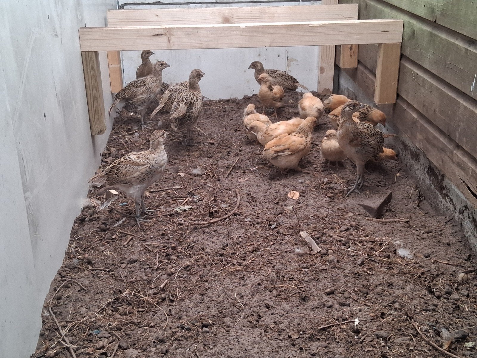 bosfazanten hanen en hennen, Meerdere dieren, Overige soorten