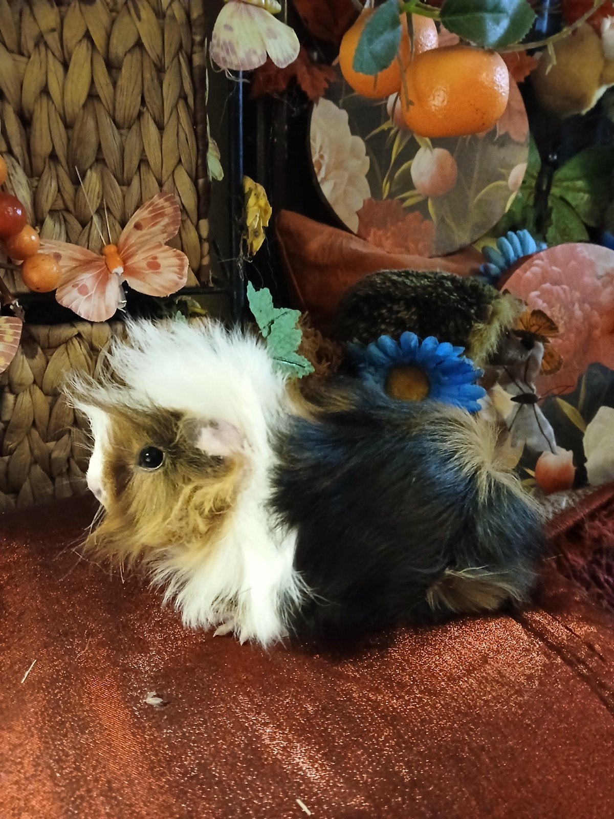 lieve peruvian caviabroertjes, Dieren en Toebehoren, September, Mannelijk, Cavia