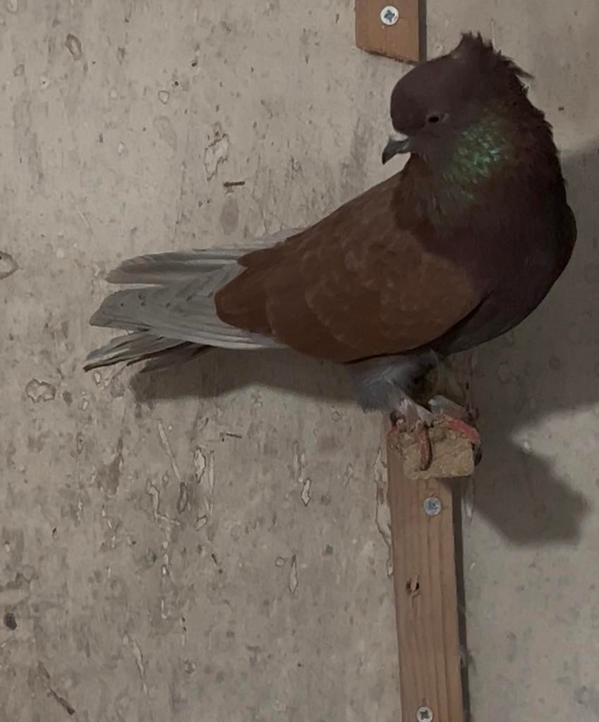 Iraanse duif, Dieren en Toebehoren, Vrouwelijk