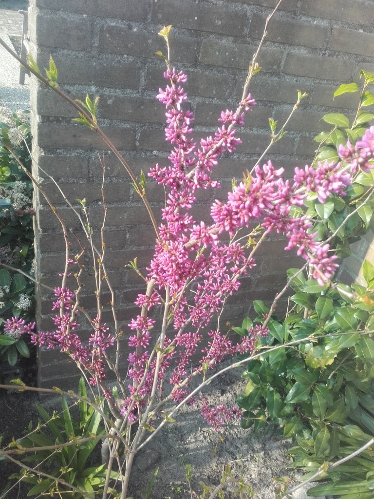 Cercis siliquastrum/glabra/canadensis Judasboom, Overige soorten, Lente, Ophalen, Volle zon