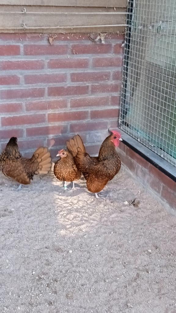 Trio,s sebrights te koop  ., Dieren en Toebehoren, Pluimvee, Meerdere dieren, Kip
