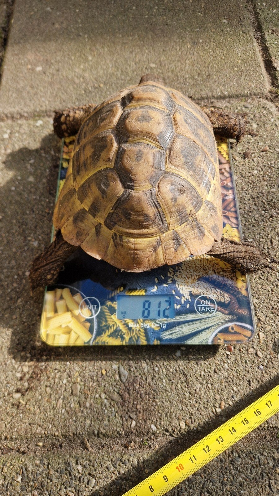 Griekse Landschildpad Tortoise photo 4