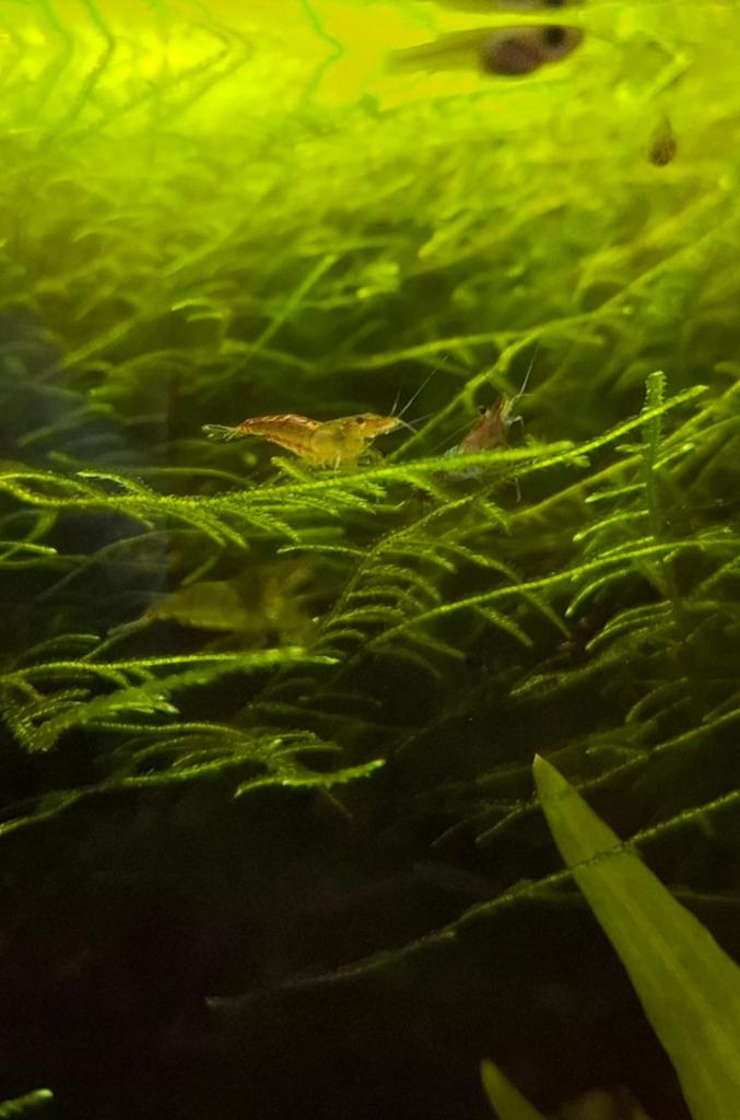 Garnalen in verschillende kleuren, Dieren en Toebehoren, Vissen | Aquariumvissen, Kreeft, Krab of Garnaal