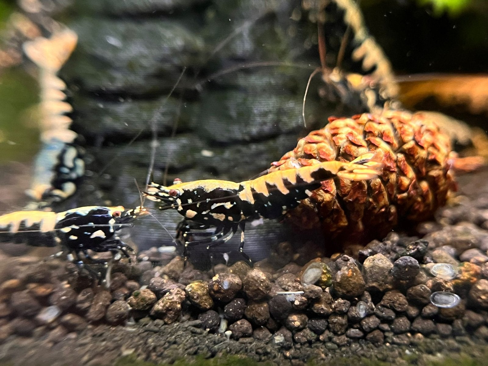 Galaxy Fishbone Snowflake Black hig grade garnalen, Kreeft, Krab of Garnaal