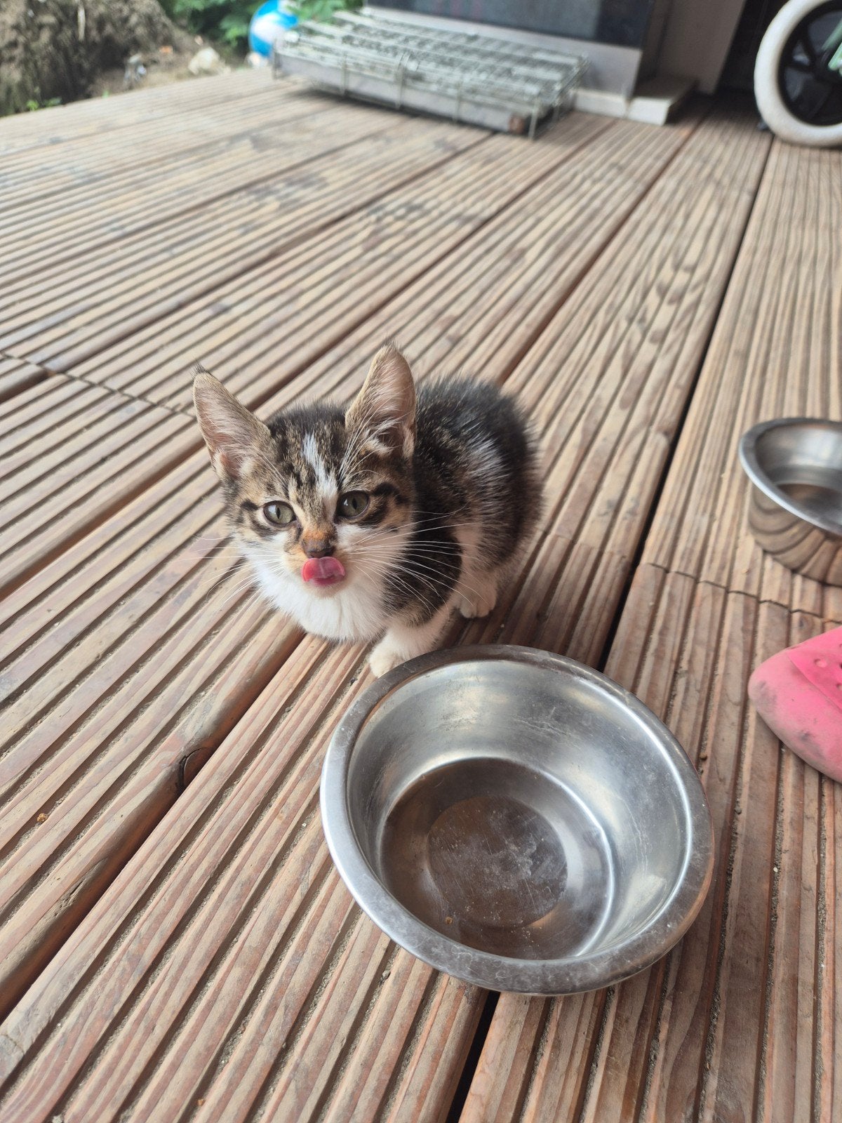 3 kittens die nog een warm huisje zoeken., Meerdere dieren, Kortharig, 0 tot 2 jaar
