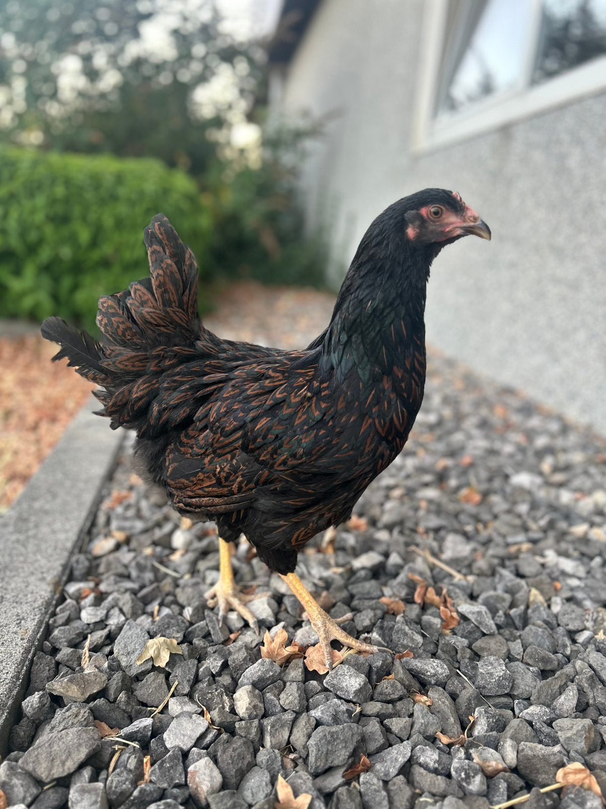 Barnevelder hennen, Dieren en Toebehoren, Pluimvee, Vrouwelijk, Kip