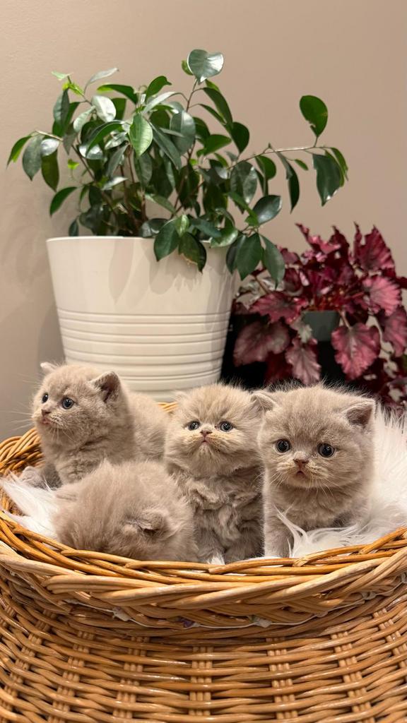 Britse korthaar/langhaar kitten,laatste 2kater beschikbaar❗️, Meerdere dieren, Ontwormd, 0 tot 2 jaar