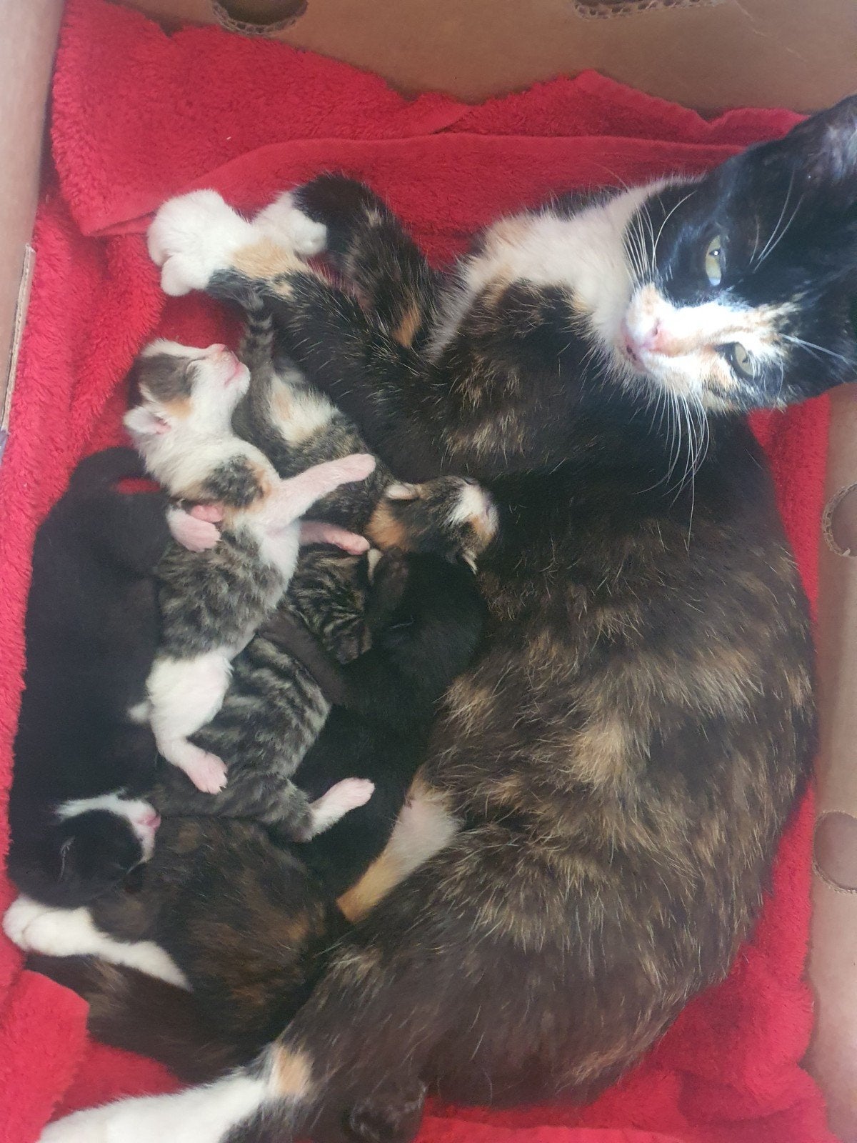 6 schatjes ‍😍 Ieniemini's🤗 geboren️. Kom jij op kraam, Meerdere dieren