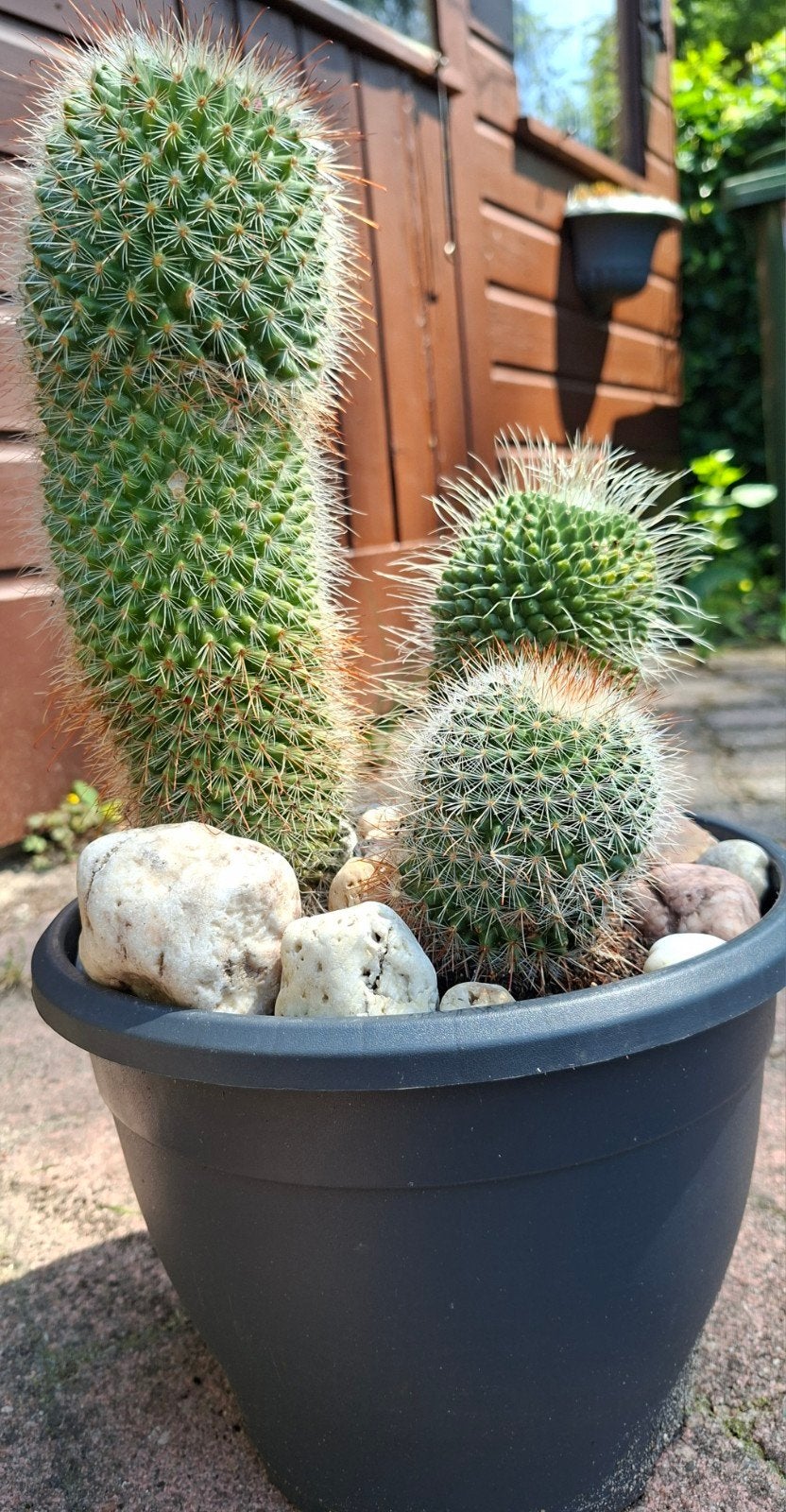 cactus (Mammilaria) te koop, Ophalen, Cactus, Volle zon, Minder dan 100 cm