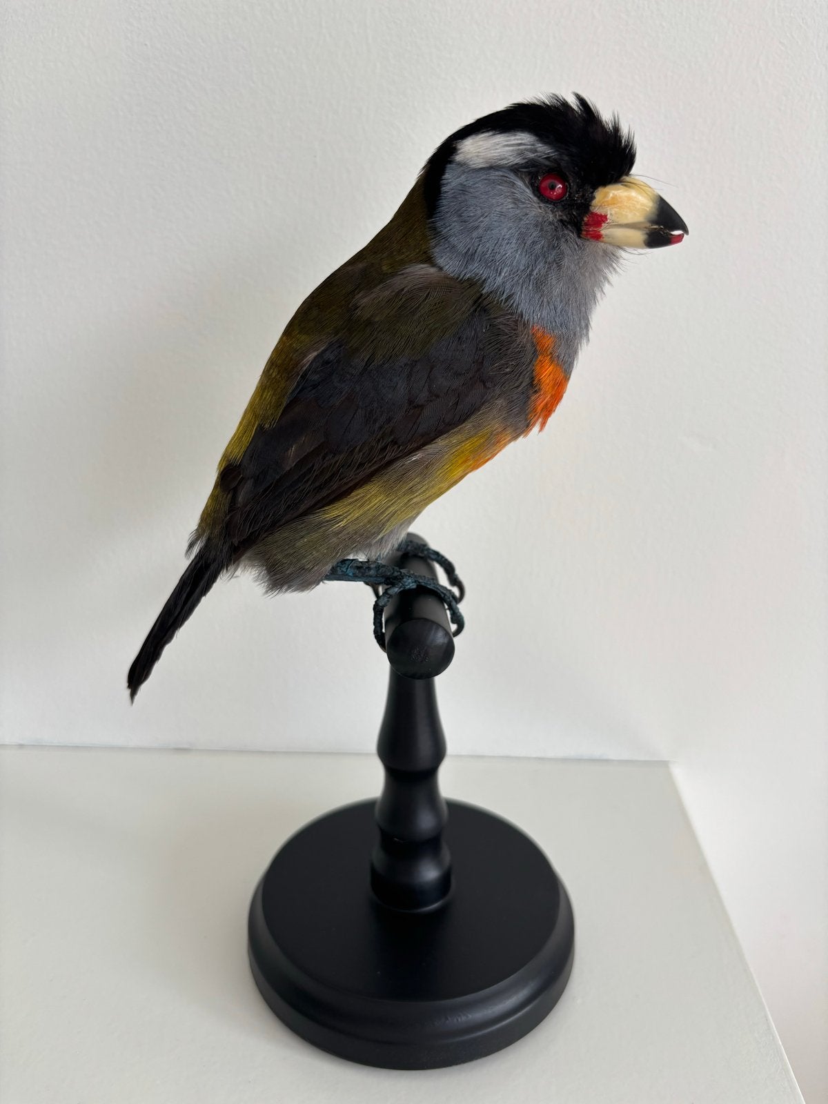 Opgezette Toucan Barbet, Ophalen of Verzenden, Nieuw, Vogel, Opgezet dier