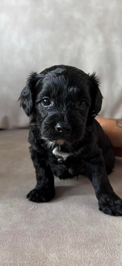 Maltipoo pups, Parvo, 8 tot 15 weken, Meerdere, Meerdere dieren