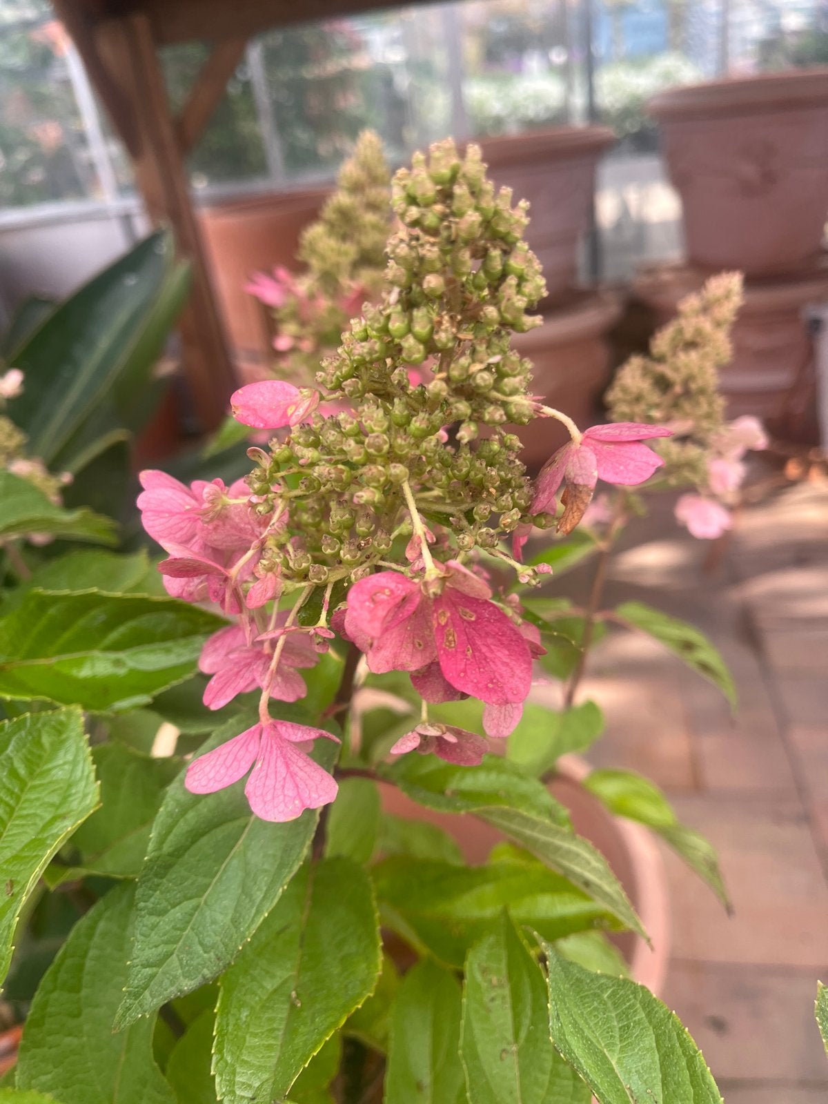 Hortensia Pinky Winky op stam - 90cm, Tuin en Terras, Overige soorten, Vaste plant, Ophalen of Verzenden, Halfschaduw