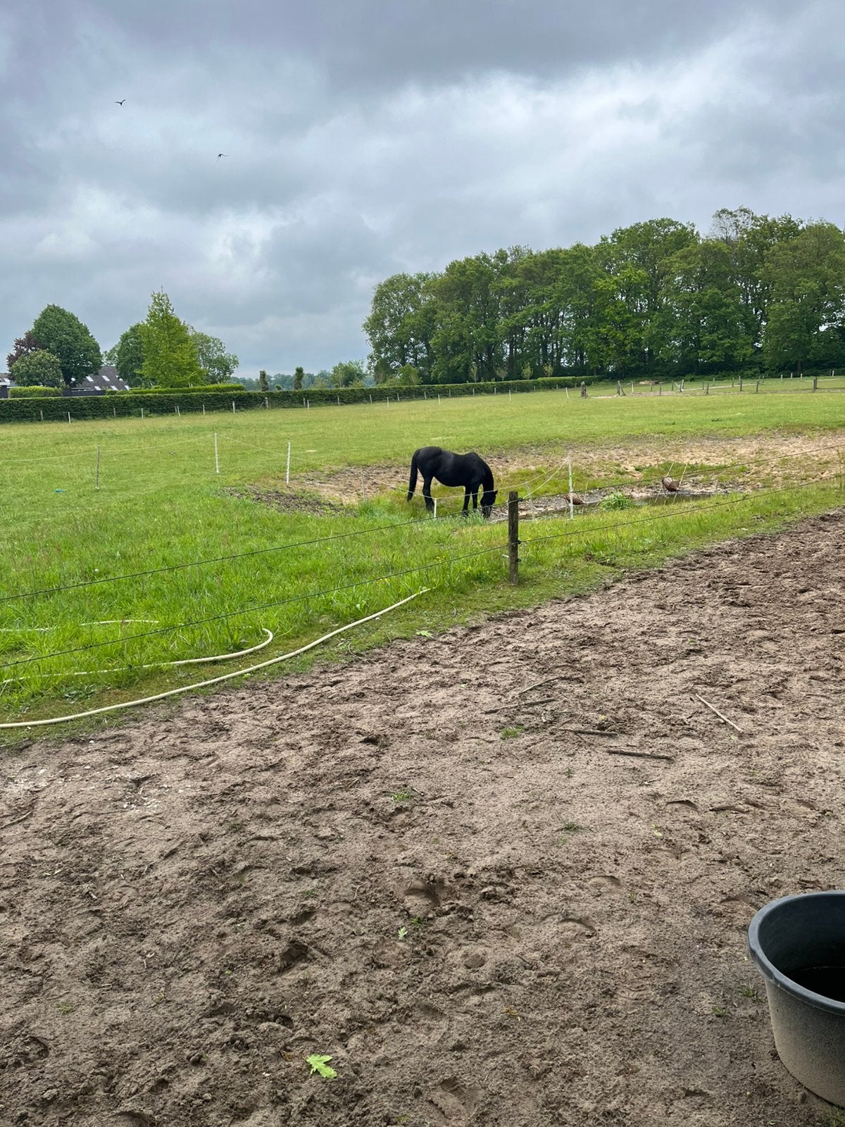 Aangeboden weidegang voor een pony in Zwolle noord, Weidegang
