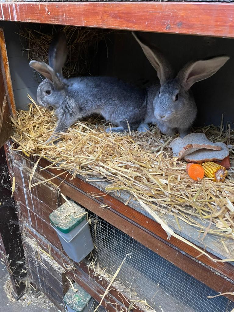 Mooie vlaamse reus Chincilla rammen, Dieren en Toebehoren, Konijnen, Mannelijk, Groot