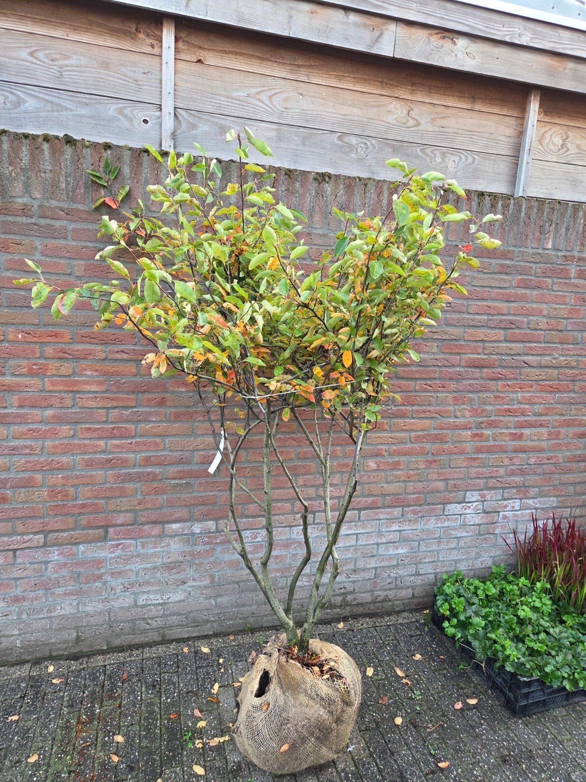 Amelanchier Lamarckii meerstammig, Ophalen, Overige soorten, Minder dan 100 cm
