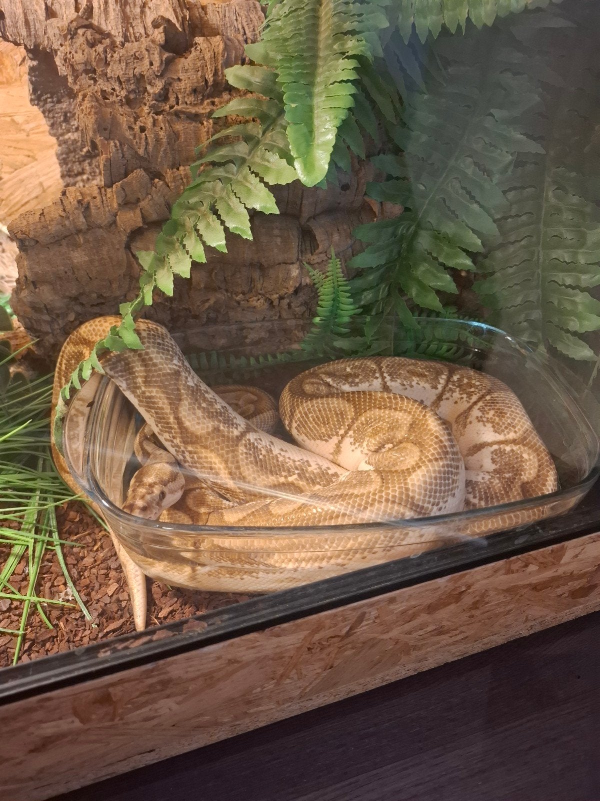 kongings python vrouw incl terrarium, Dieren en Toebehoren, Reptielen en Amfibieën, Slang, 0 tot 2 jaar