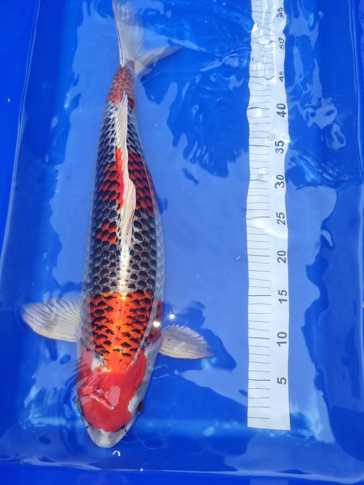 Kujaku koi 52 cm 3 jaar oud, Karper of Koi