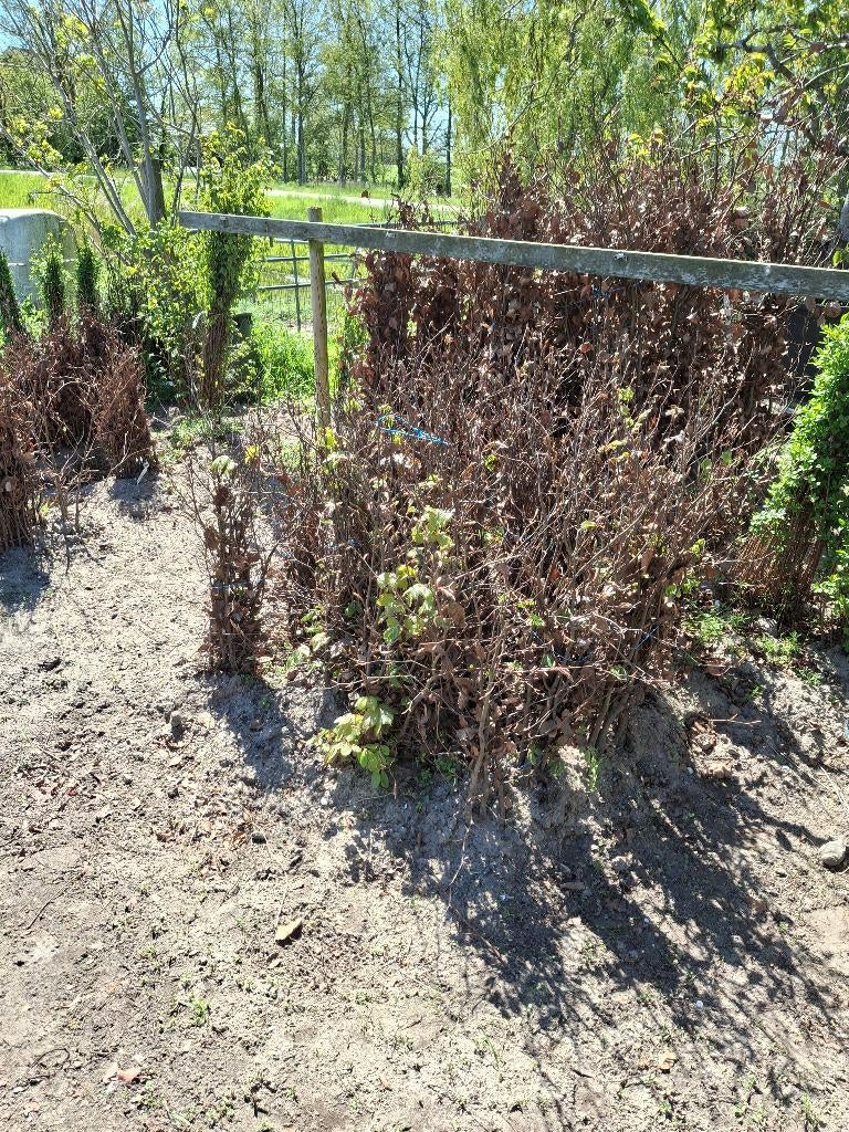 Beuk, Tuin en Terras, Ophalen, Beukenhaag, 100 tot 250 cm