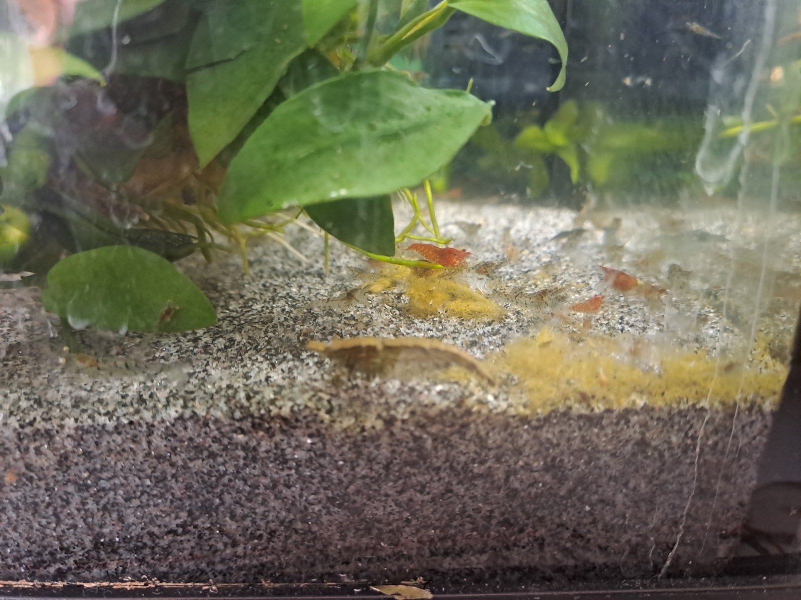 Klein Garnalen gratis ophalen 15 tot 20 stuks per persoon, Ophalen