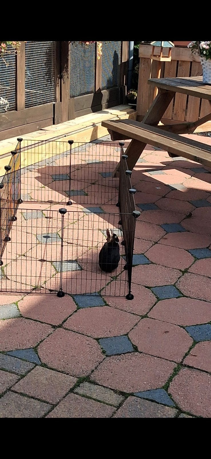 Dieren ren, 110 cm of meer, Zo goed als nieuw, Ren, Konijn